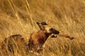 African Wild Dog carrying an Impala leg Royalty Free Stock Photo