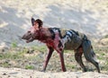 African Wild Dog on the arid plains covered in blood from a recent kill in South Luangwa National Park, Zambia