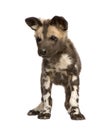 African wild dog cub (9 weeks) - Lycaon pictus