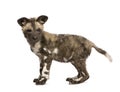 African wild dog cub (9 weeks) - Lycaon pictus