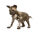 African wild dog cub (9 weeks) - Lycaon pictus Royalty Free Stock Photo