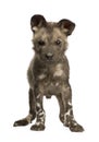 African wild dog cub (9 weeks) - Lycaon pictus