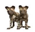 African wild dog cub (9 weeks) - Lycaon pictus