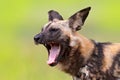 African wild dog, detail portrait with open muzzle with tongue a tooths, Okavango, Botswana, Africa. Dangerous spotted animal with Royalty Free Stock Photo