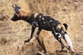 African wild dog