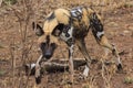 African wild dog