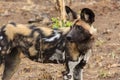 African wild dog