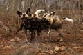 The African wild dog, African hunting dog, African painted dog, Cape hunting dog or painted wolf Lycaon pictus three young dogs Royalty Free Stock Photo