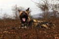 The African wild dog, African hunting or  African painted or Cape hunting dog, or painted wolf Lycaon pictus yawning dog Royalty Free Stock Photo