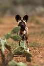 The African wild dog, African hunting dog or African painted dog Lycaon pictus sneaking behind opuntias