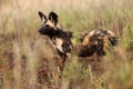 The African wild dog, African hunting dog or African painted dog Lycaon pictus sneaks to prey, portrait Royalty Free Stock Photo