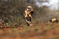 The African wild dog, African hunting dog, or African painted dog Lycaon pictus, a young dog sneaking directly against the Royalty Free Stock Photo