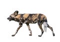 African wild dog isolated on white background Royalty Free Stock Photo