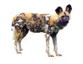 African wild dog isolated on white background Royalty Free Stock Photo