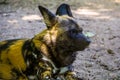 African wild dog with its face in closeup, Endangered animal specie from Africa