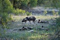 African wild dog in the Kruger National Park South Africa Royalty Free Stock Photo