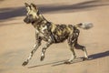 African wild dog in Kruger National park, South Africa