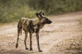 African wild dog in Kruger National park, South Africa