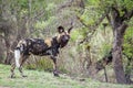 African wild dog in Kruger National park, South Africa