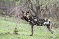 African wild dog in Kruger National park, South Africa