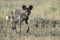 African Wild Dog looking at camera Royalty Free Stock Photo