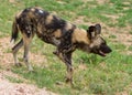 African Wild Dog