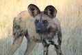 African Wild Dog