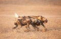 African Wild Dog (Lycaon pictus)