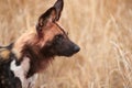 African Wild Dog (Lycaon pictus) Royalty Free Stock Photo