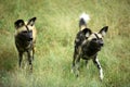 African wild dog (lycaon pictus) Royalty Free Stock Photo