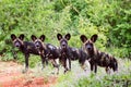 African wild dog Lycaon pictus, also called painted dog