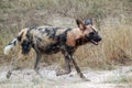 African wild dog, Lycaon pictus