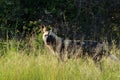 African wild dog, Lycaon pictus