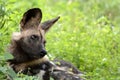 African wild dog, Lycaon pictus