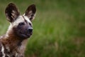 African wild dog. (Lycaon pictus)