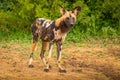 African wild dog  Lycaon Pictus looking alert, Madikwe Game Reserve, South Africa. Royalty Free Stock Photo