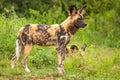 African wild dog Lycaon Pictus standing and looking alert, Madikwe Game Reserve, South Africa.