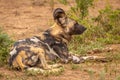 African wild dog Lycaon Pictus lying down, relaxing, Madikwe Game Reserve, South Africa.