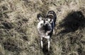 African wild dog Lycaon pictus looking at camera Royalty Free Stock Photo