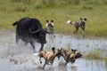 African Wild Dog, Lycaon pictus, pack attacking buffalo calf in water, defended by mother. African wildlife photography. Self