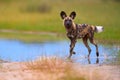 African Wild Dog, Lycaon pictus, pack killing buffalo calf in water, defended by mother. African wildlife photography, motion