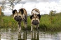 AFRICAN WILD DOG lycaon pictus, PAIR ENTERING WATER, NAMIBIA Royalty Free Stock Photo