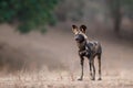 African Wild Dog in Mana Pools National Park in Zimbabwe