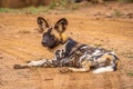 African wild dog  Lycaon Pictus resting and looking in the camera, Madikwe Game Reserve, South Africa. Royalty Free Stock Photo