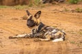 African wild dog Lycaon Pictus lying down and looking, Madikwe Game Reserve, South Africa.