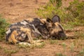 African wild dog Lycaon Pictus almost sleeping, Madikwe Game Reserve, South Africa.