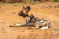 African wild dog Lycaon Pictus resting, Madikwe Game Reserve, South Africa.