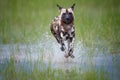 African Wild Dog, Lycaon pictus, running in the splashing water directly at camera. African wildlife photography, low angle and