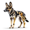 African Wild Dog, Lycaon pictus, standing against white background AI Generated animal ai