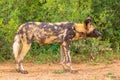 African wild dog Lycaon Pictus looking alert for danger, Madikwe Game Reserve, South Africa.
